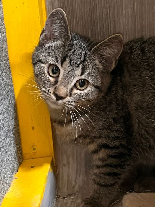 Małe kotki czekają na domy w schronisku