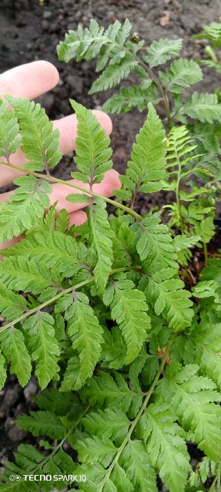 Папоротник...Кочедыжник ниппонский