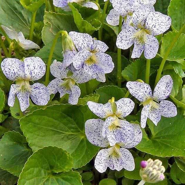 Саженцы цветы квіти саджанці