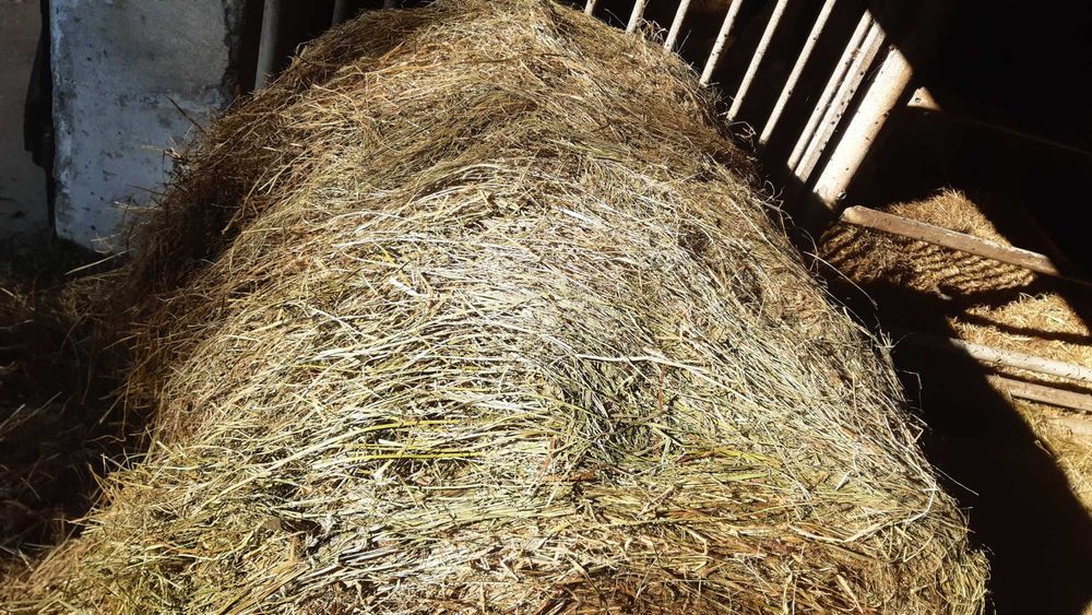 Sianokiszonka z traw ekologiczna