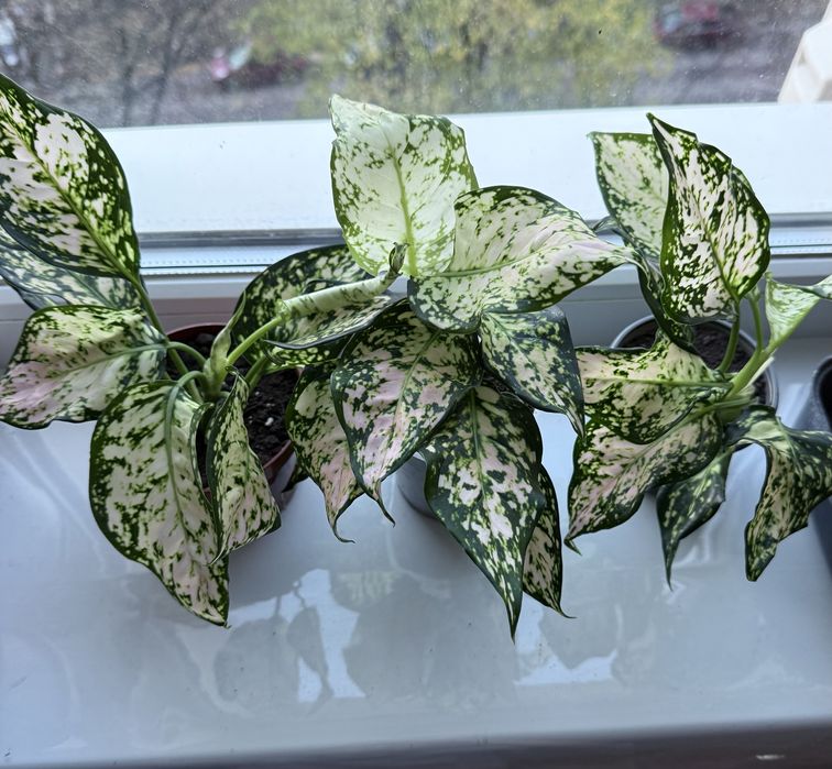 Аглаонема грін розі