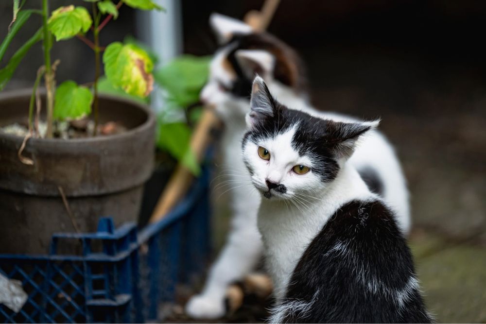 Kotki do adopcji