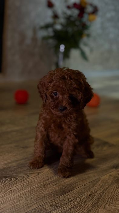 Той пудель, темный Red Brown Китай