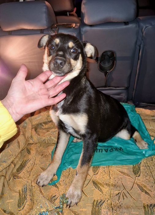 Цуценя шукає люблячого господаря