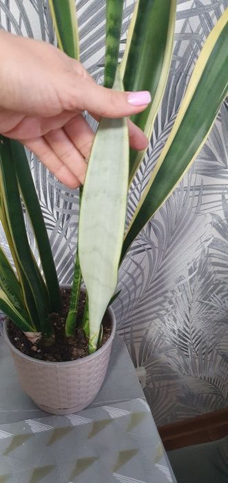 Драцена санрайз шлюмберга фікус сансевієрія маранта і