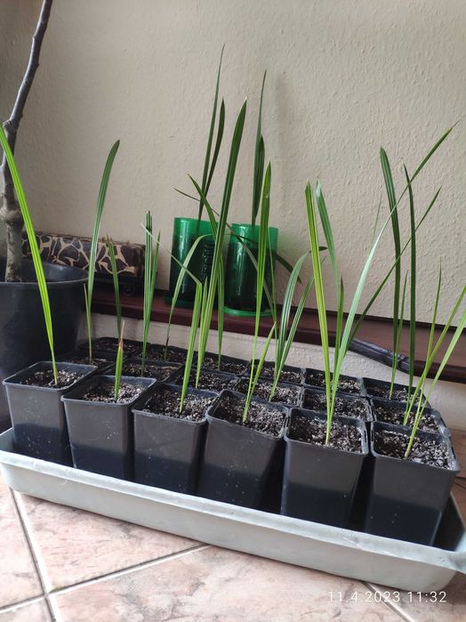 Palma daktylowiec,  piękne 3 letnie sadzonki
