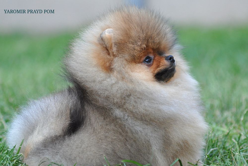 Улюбленець тіктоку з пару мільйонами переглядів