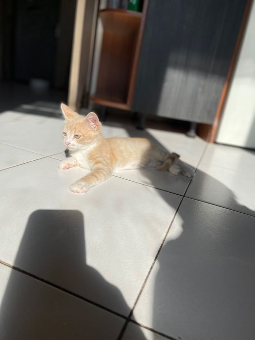 Котята красивый котенок  мальчик