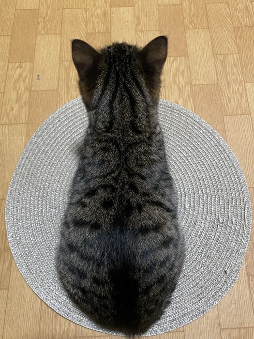 Віддамо кицю в добрі руки