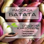Рассада черенки батата, "сладкий картофель"