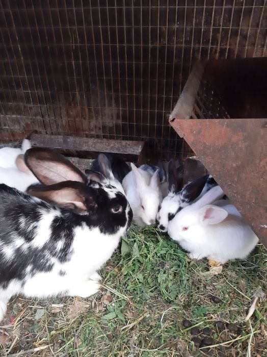 Кроленята та дорослі кролі