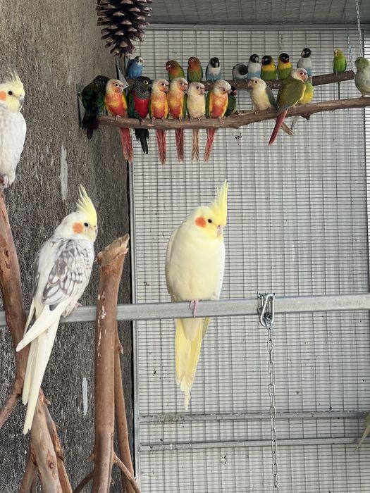 Pyrrhuras molinae pineapple sexadas