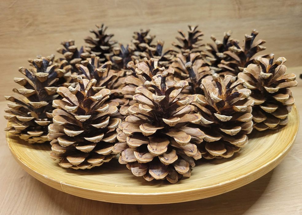 artykuły plastyczne zestaw szkolny żołędzie kasztany