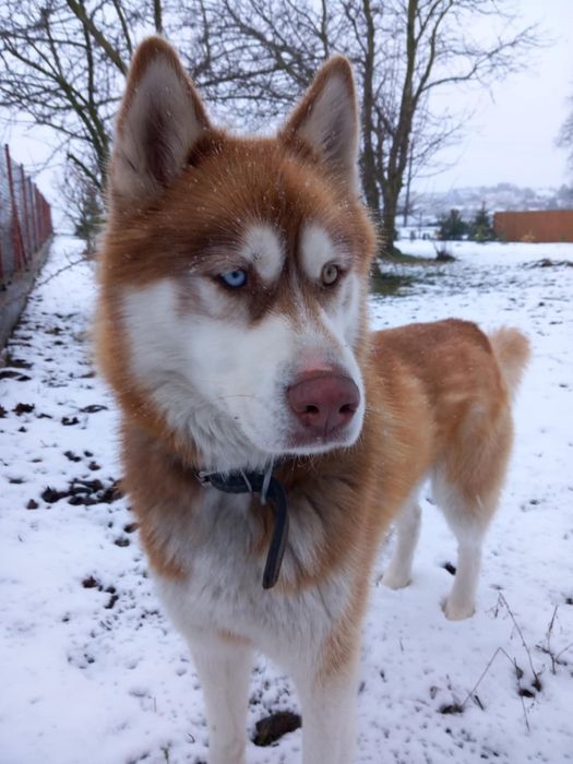 Piękny husky szuka nowego, kochającego domu