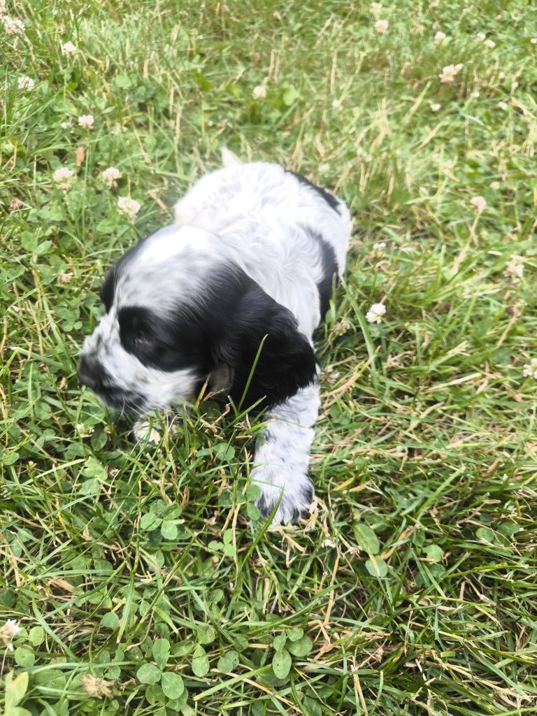 Cocker spaniel angielski samiec blue roan