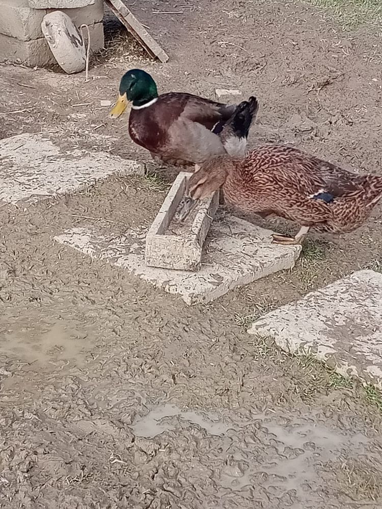 Kaczki ruańskie sprzedam