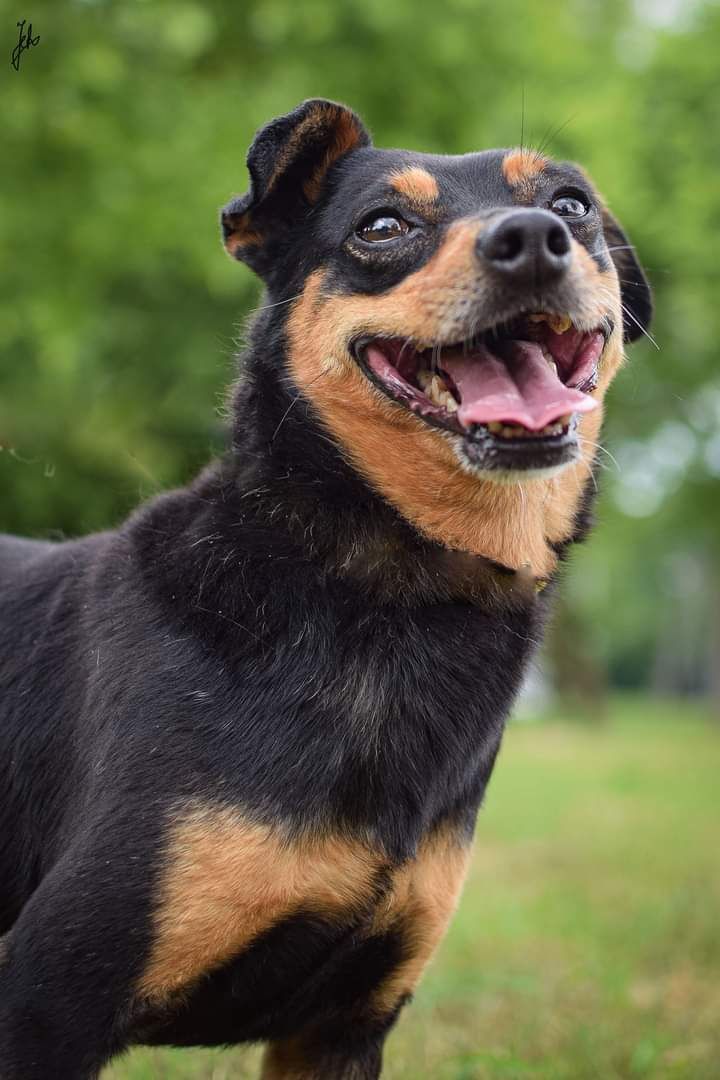 Pies w typie rasy pinczer poleca się do adopcji.