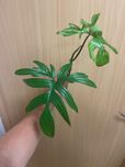 Filodendron pedatum  sadzonka