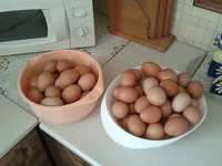 Курячі  Яйця домашні