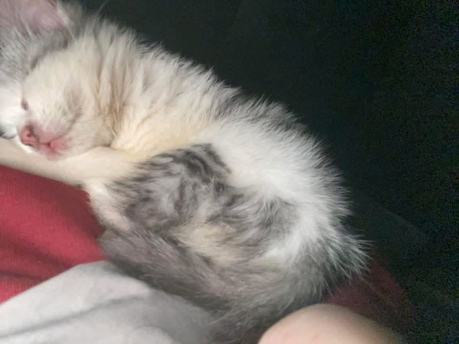 Віддам кошеня в хороші руки