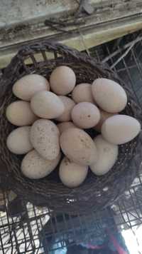 Ovos de perua e de gansa para incubaçao