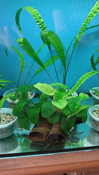 Akwarystyka Rośliny