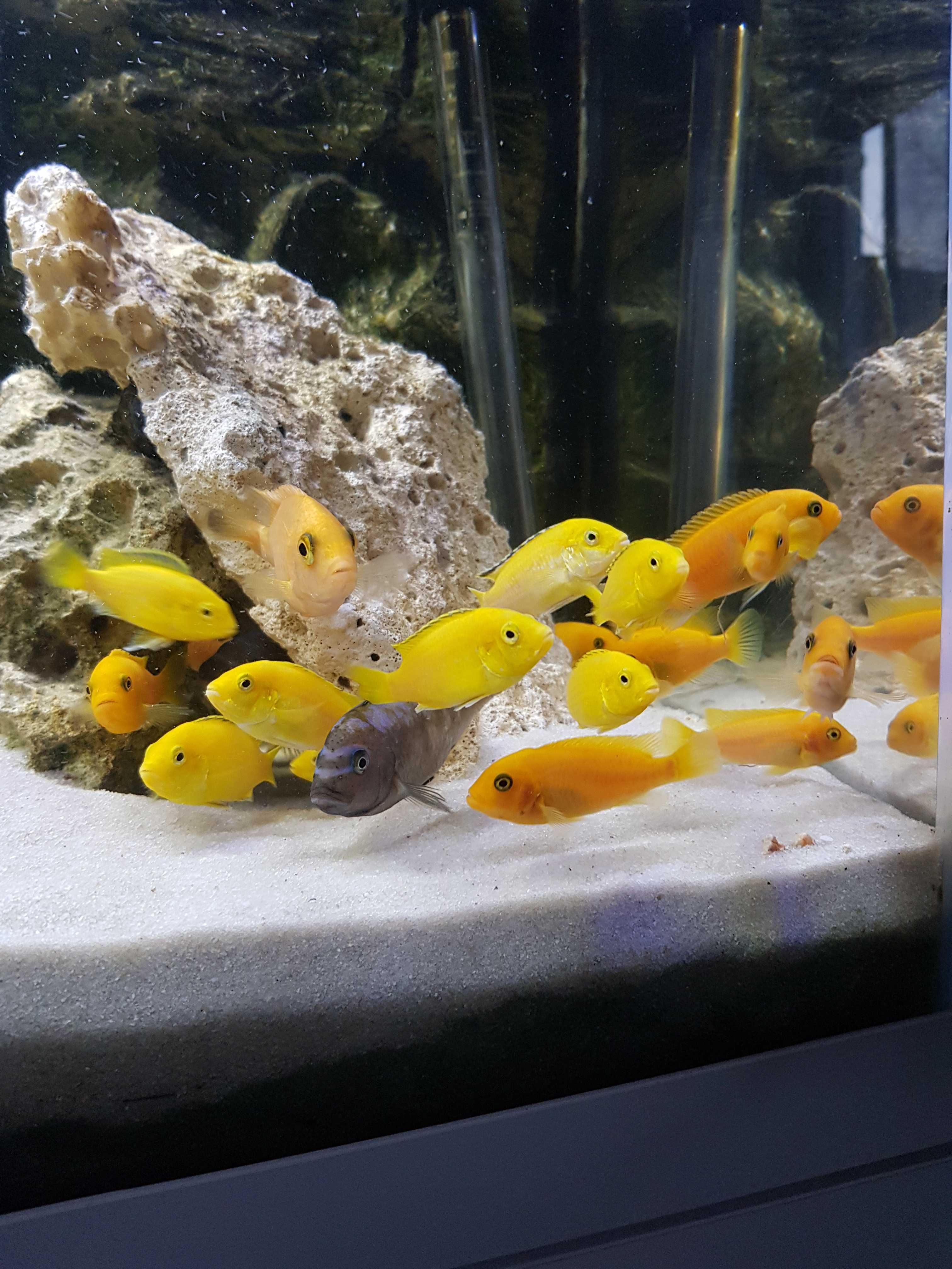 Pyszczaki Yellow, pyszczak żółty, harem 1+3