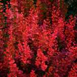 Berberys Thunberga 'Orange Pillar' (Berberis thunbergii) Poj. 1.0L