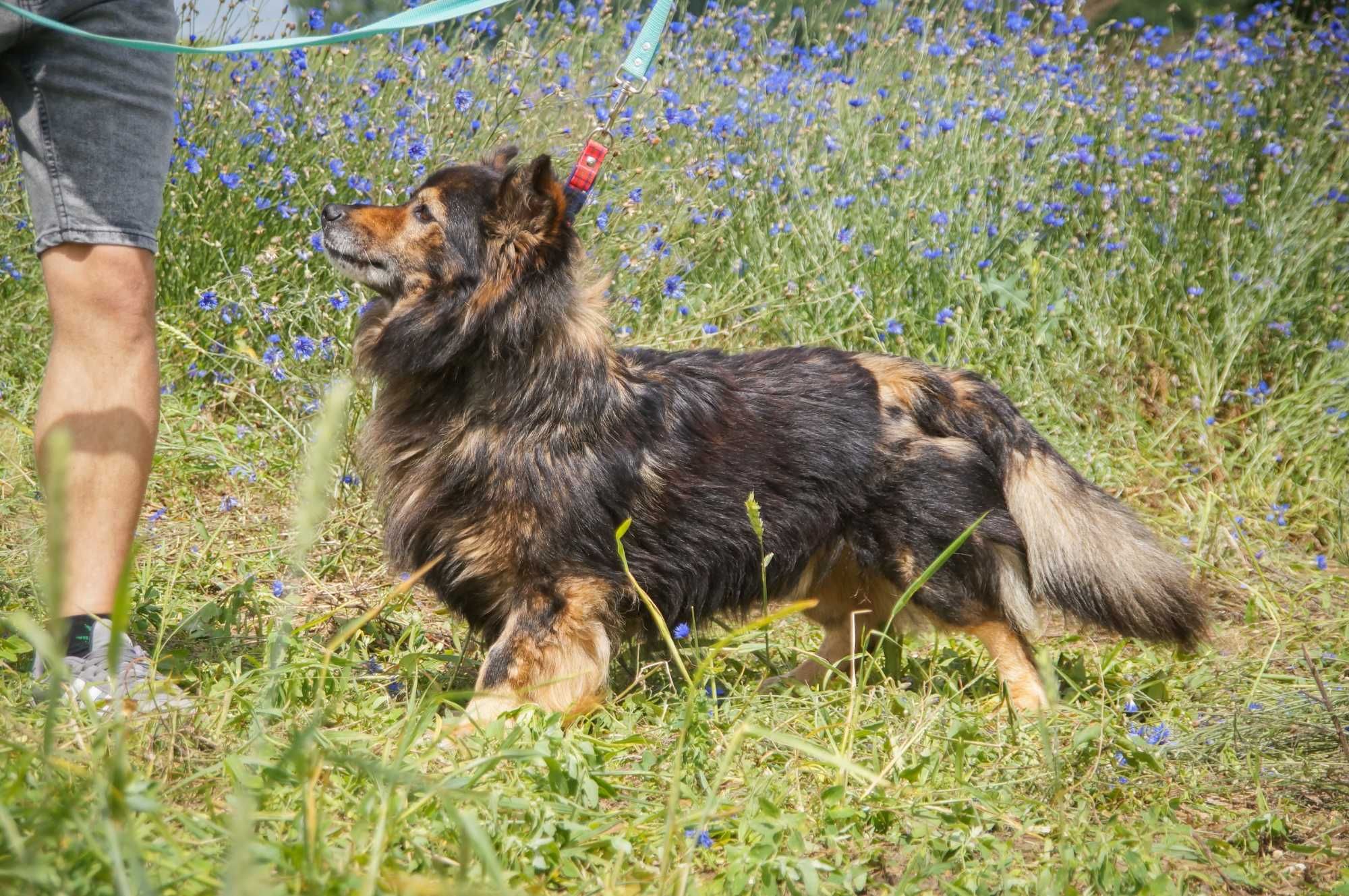 Misiu - kochany seniorek do adopcji.