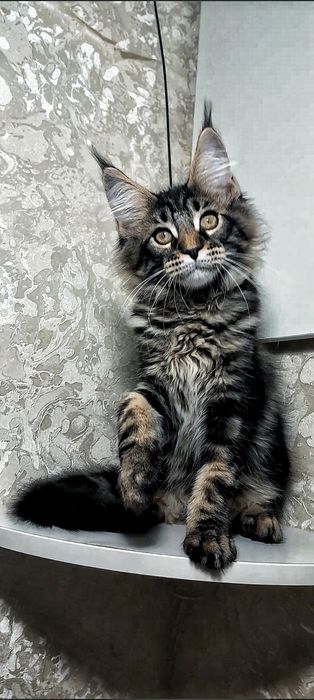 Крупна Чистокровна дівчинка мейн-кун