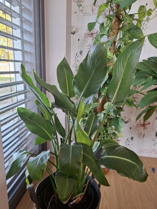 Strelicja królewska