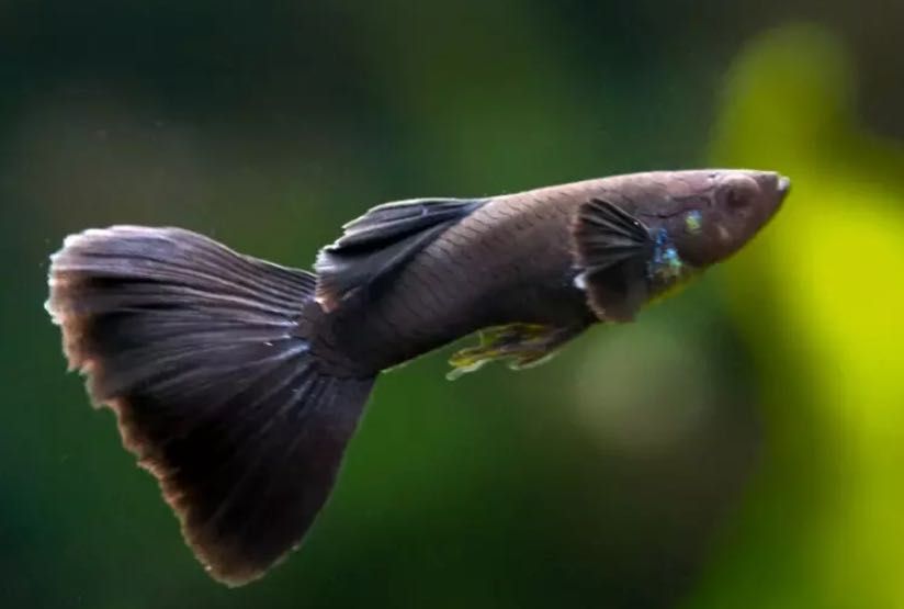 Gupiki Moskiewskie Czarne