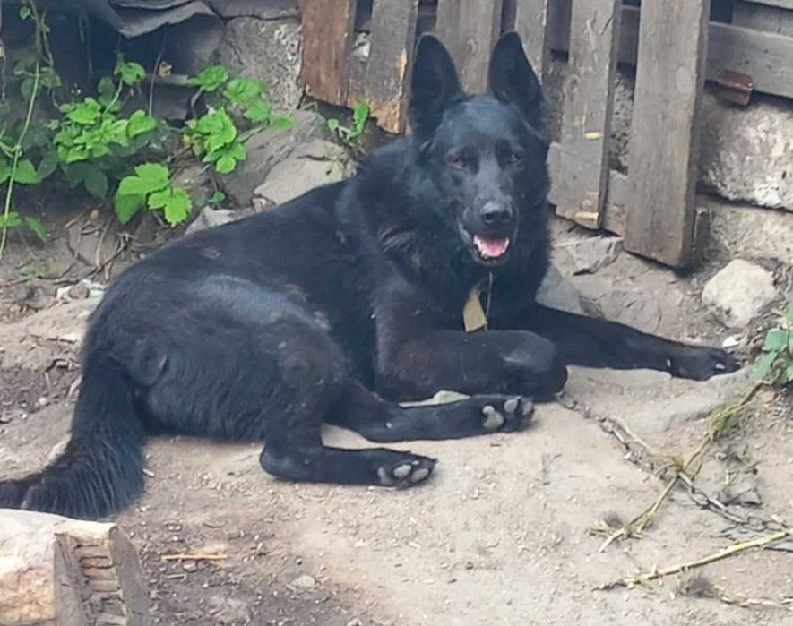 Овчарка в добрые руки