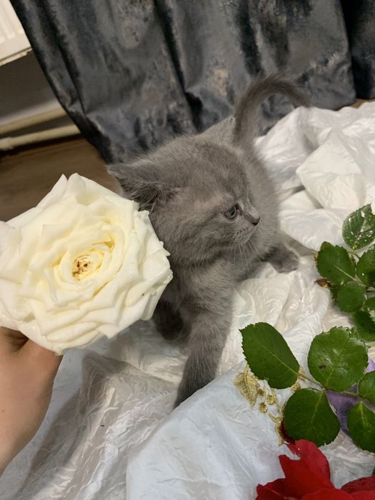 Продаю Британських  кошенят