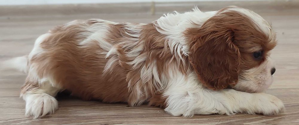 Suczka Cavalier King Charles Spaniel