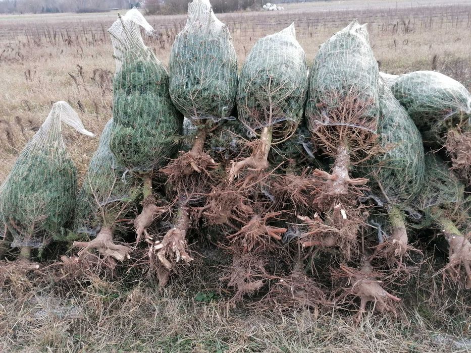 Świerk srebrny 1,5 -1,8,  Dostawa Warszawa i okolice  - Puławska 416