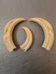 Dentes/presas javali