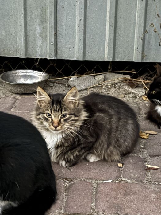 Безкоштовно в гарні руки смугасте кошеня з білою грудкою