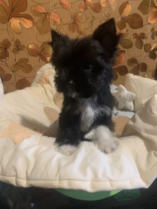 Цветной йорк, мальчик