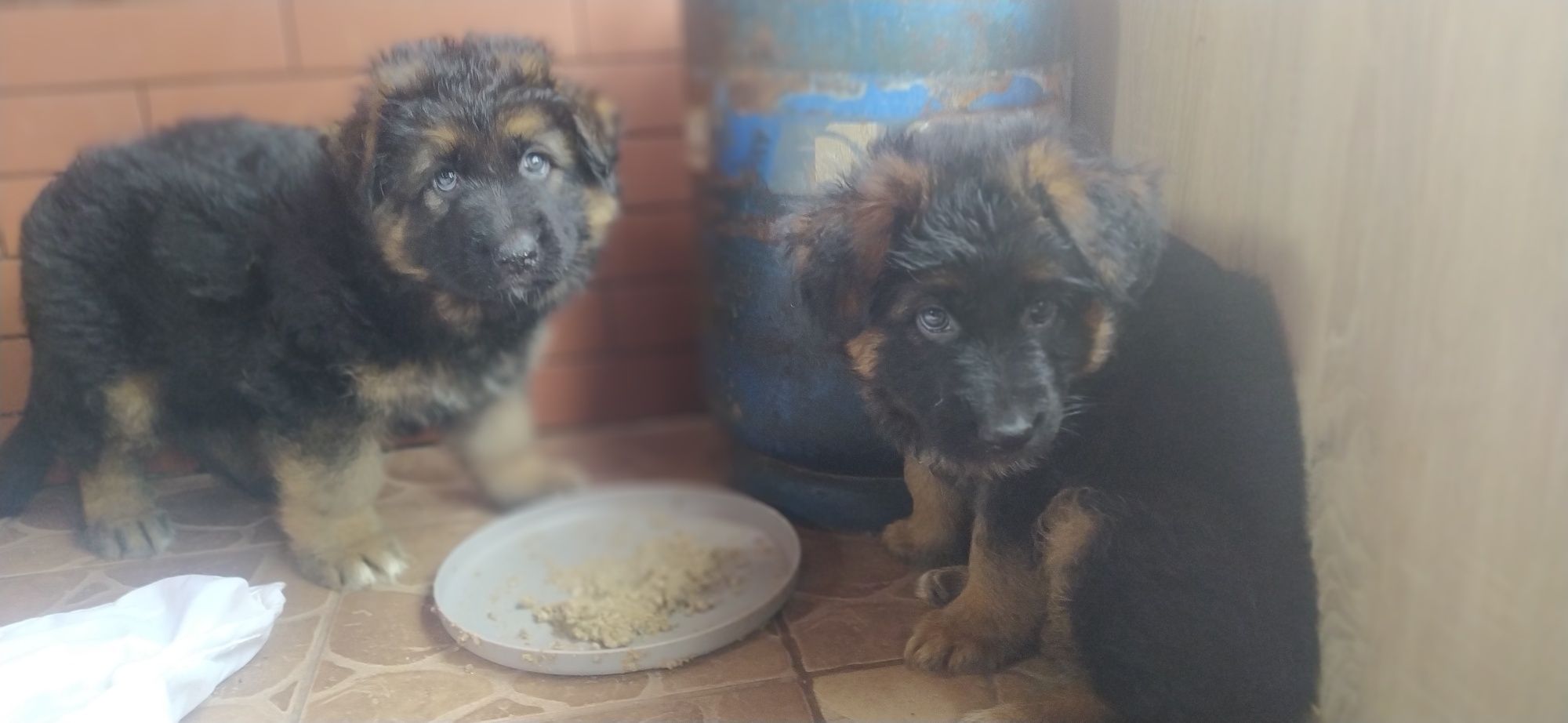Oddamy owczarki niemieckie w dobre serca