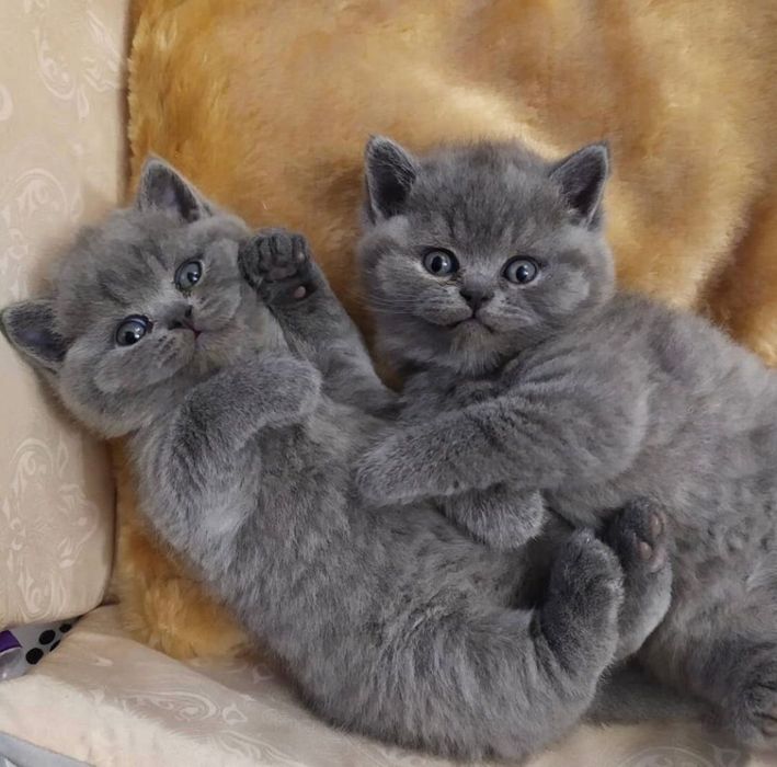 Котята шотландцы