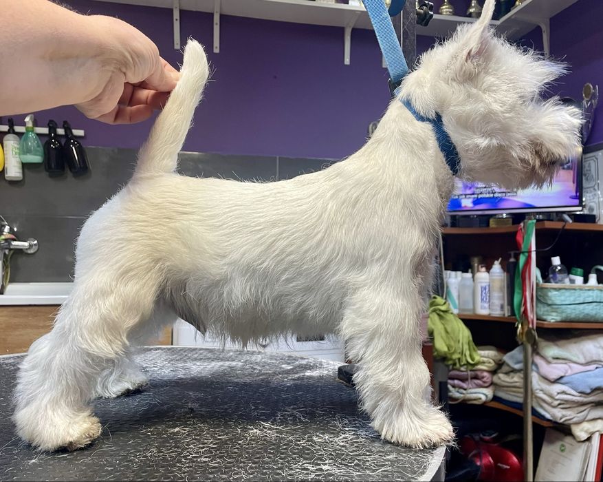 Westie szczenię samiec