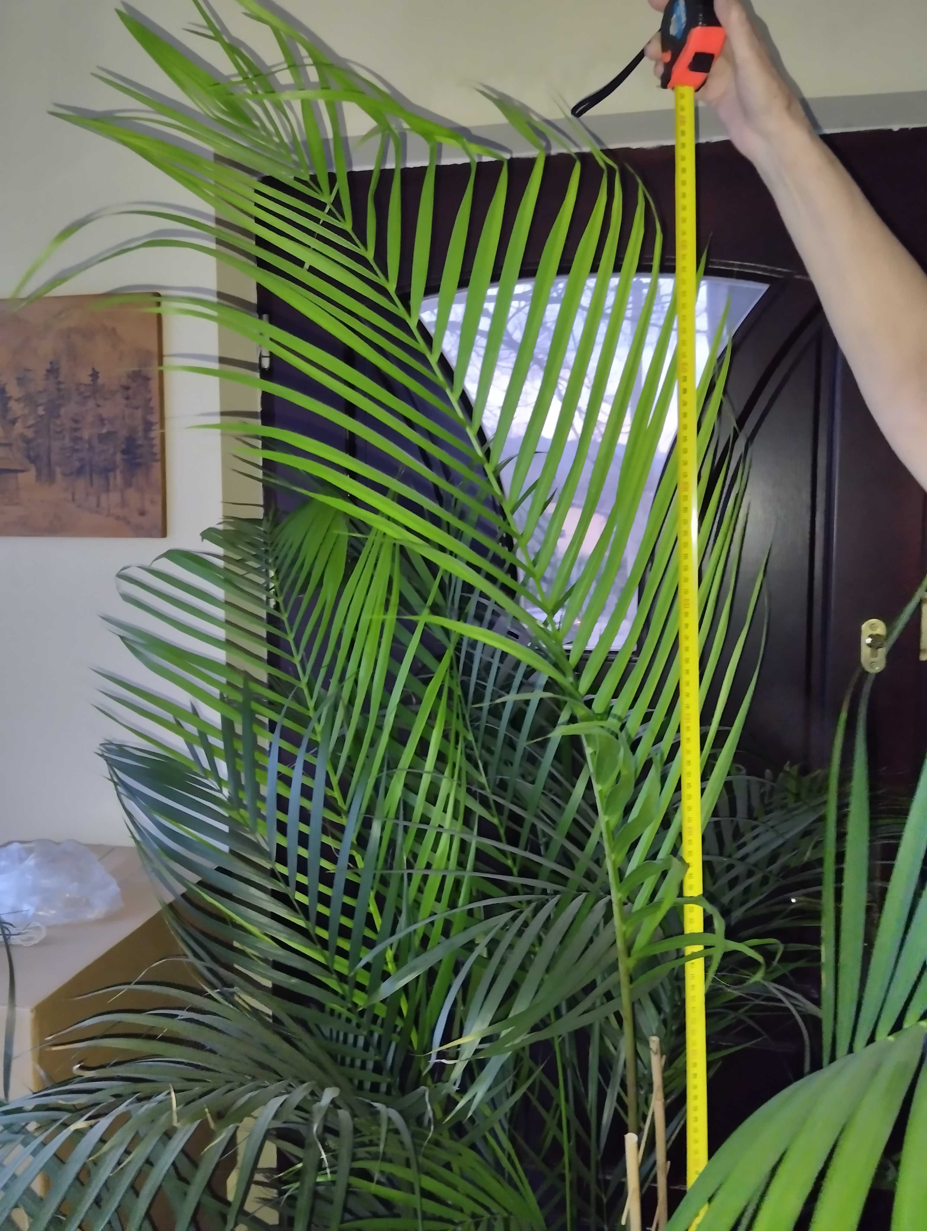 Palma Areka Dypsis 2 metry wysokości