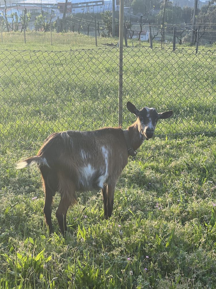 Duas cabras um macho e uma cria