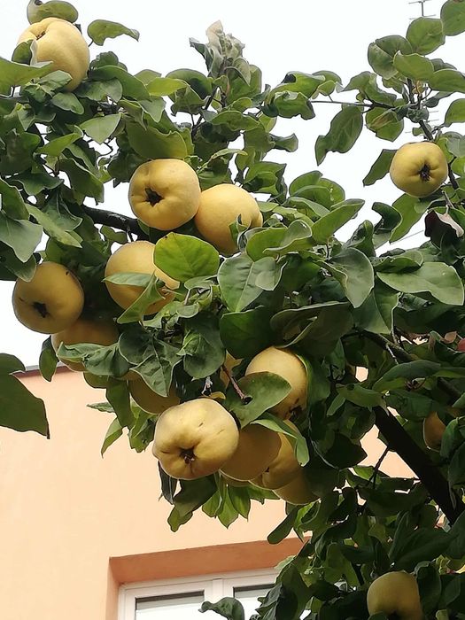 Pigwa jabłkowa 3 kg duże owoce przydomowe drzewo bez oprysku