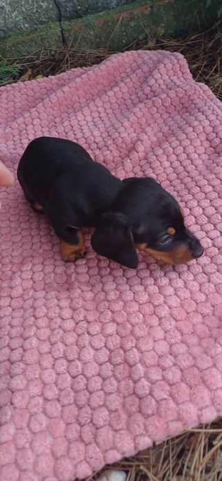 Teckel miniatura macho