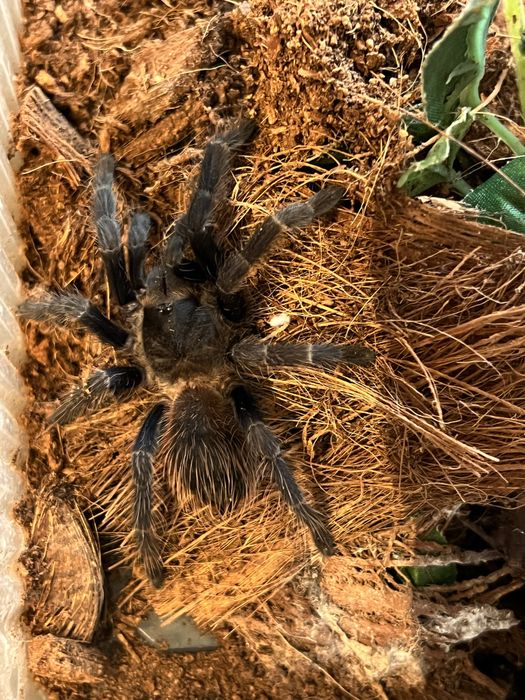 T v.a.g.a.n.s 3DC+Lasiocyano sazimai 2DC