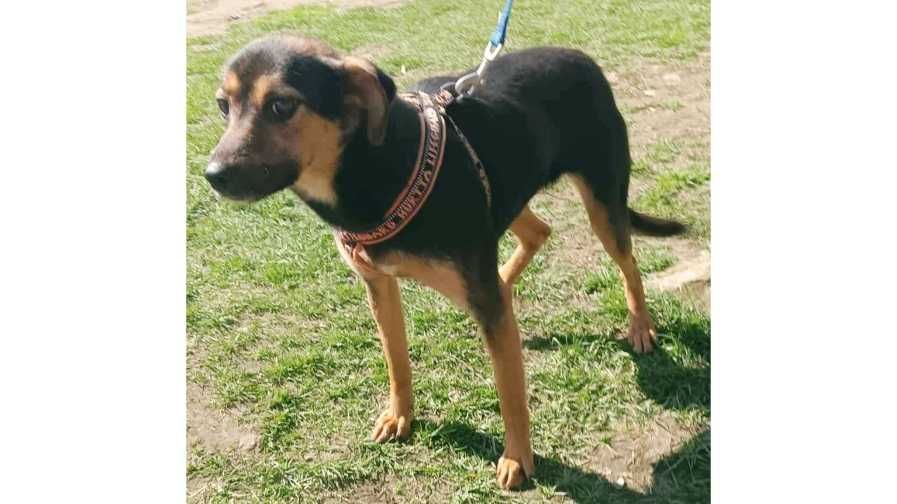 ŁAGODNA, przyjazna, średnia (13kg) suczka