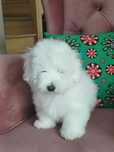 Coton de Tulear piesek dla alergika