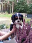 Cavalier King Charles Spaniel suczka